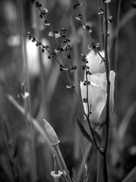 istock Wild Flowers in Black and White 470770632