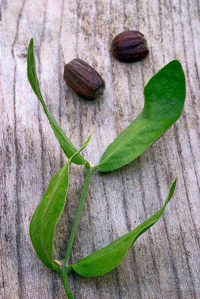 istock Jojoba (Simmondsia chinensis) leaves and seeds 470770800