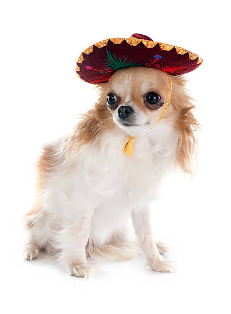 istock chihuahua and sombrero 470773226