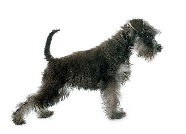 istock puppy Miniature Schnauzer 470773234