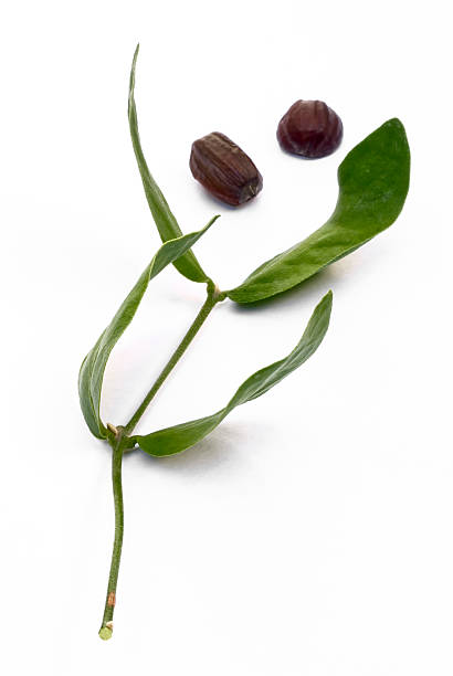 istock Jojoba (Simmondsia chinensis) leaves and seeds 470774046