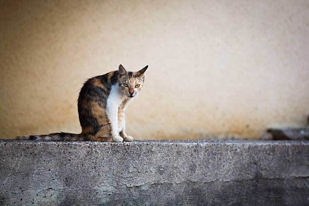 Cat stock photo