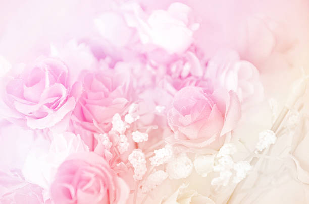 bouquet com foco suave rosa cor filtrado como fundo. - frangipannis imagens e fotografias de stock