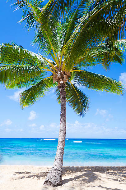 istock Coconut Palm tree on the sandy beach in Hawaii 470777709