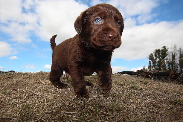 istock LABRADOR RETRIEVER PUPPIES 470777758