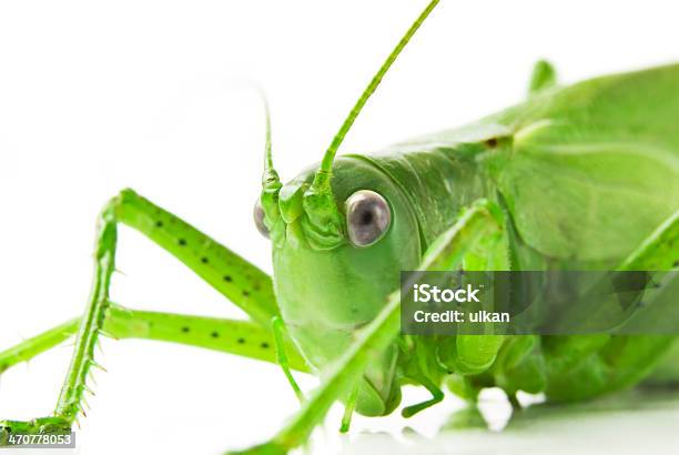 Photo libre de droit de Locust Isolé Sur Fond Blanc banque d'images et plus d'images libres de droit de Animaux nuisibles - Animaux nuisibles, Antennes, Arthropode