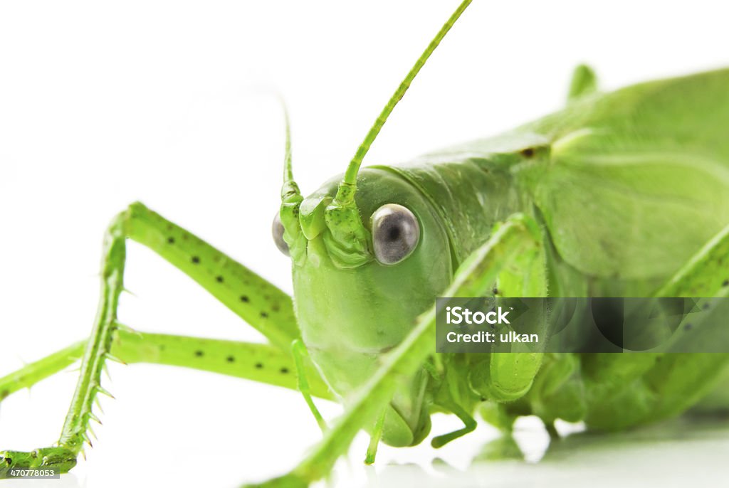 Locust isolato su sfondo bianco - Foto stock royalty-free di Animale