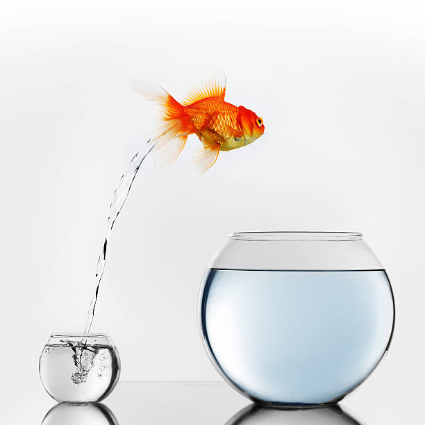 gold fish jumping to big fishbowl - vissenkom fotos stockfoto's en -beelden
