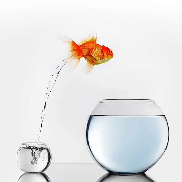 Photo of Gold fish jumping to big fishbowl