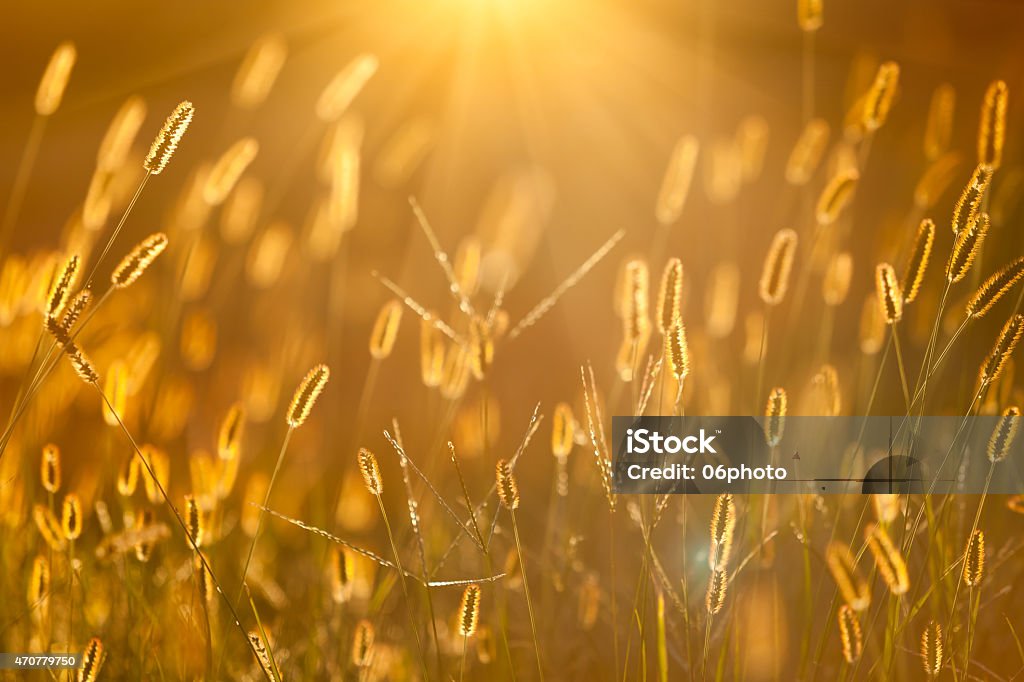 sunlight with setaria,beautiful background 2015 Stock Photo