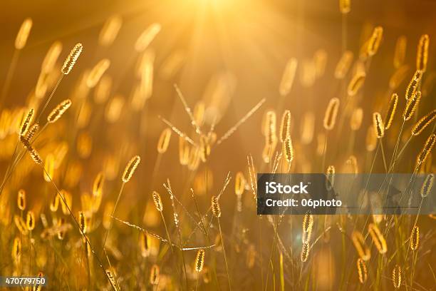 Sunlight With Setaria Beautiful Background Stock Photo - Download Image Now - 2015, Agriculture, Bunch