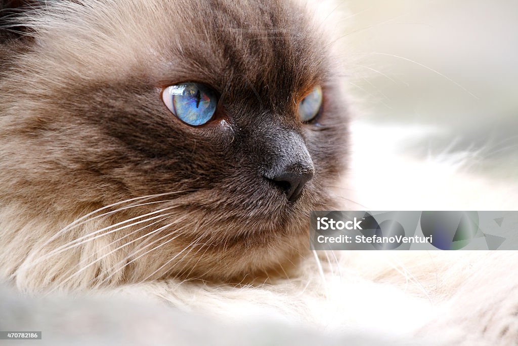 Portrait of a beautiful cat with blue eyes 2015 Stock Photo