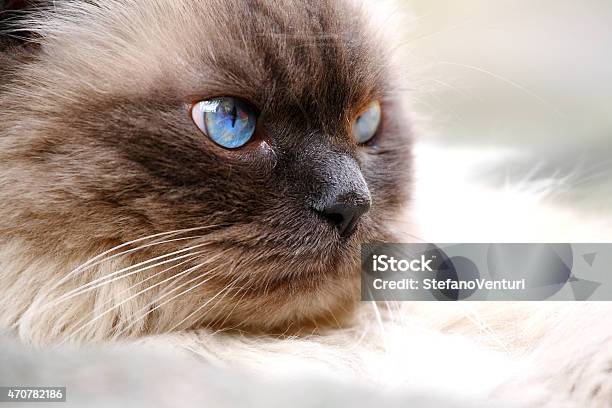 Portrait Of A Beautiful Cat With Blue Eyes Stock Photo - Download Image Now - 2015, Adult, Animal