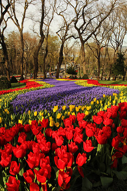 Tulip Time festival Emirgan, istanbul - foto stock