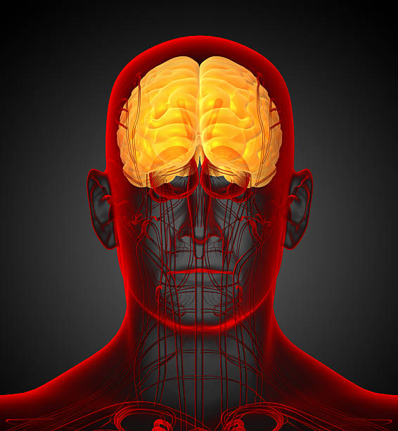3 d render medical ilustración del cerebro - brain human spine brain stem cerebellum fotografías e imágenes de stock