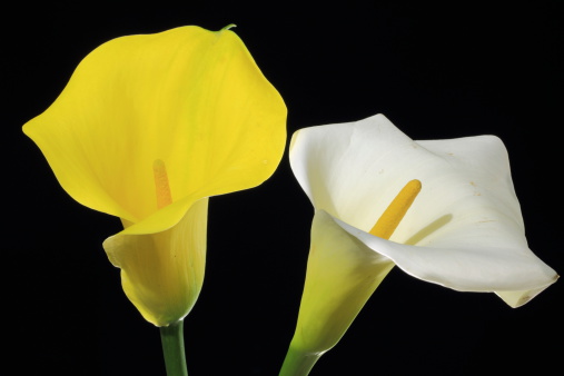 White and Yellow (rare) calla lily flowewrs over black background