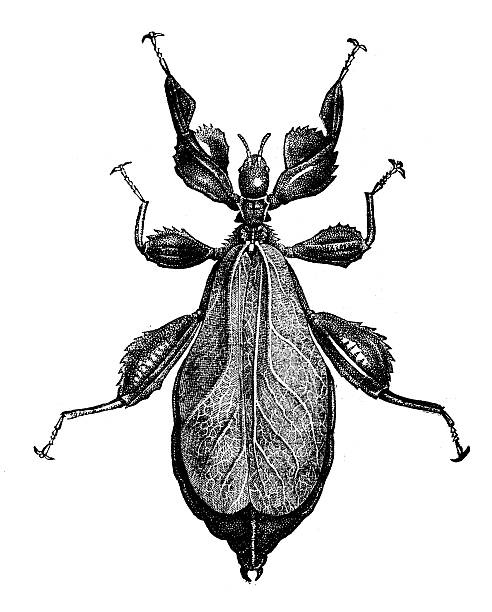 Antique illustration of Gray's leaf insect, Phyllium bioculatum