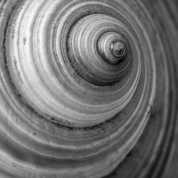 istock Abstract and close up view of a conch 470784946
