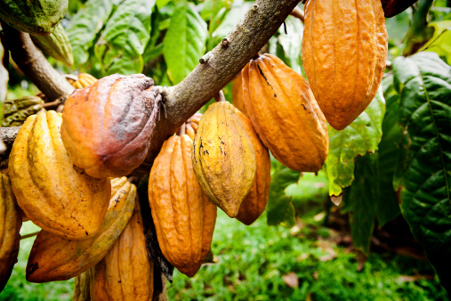 Subject: cocoa pod crop in a farm field.