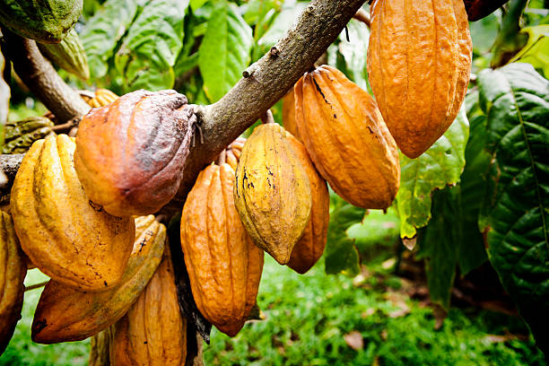 Chocolate Cacao Fruit Tree in Cultivated Farm stock photo