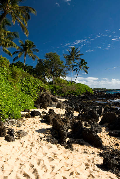 istock Tropical beach with palm trees, golden sand and volcanic rock 470785179