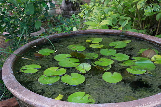 istock pond water plant lotus vase jar concept 470785290