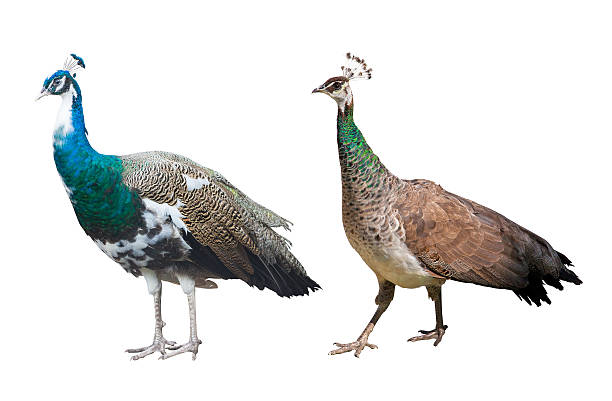 istock peacock male and female isolated on white 470785614