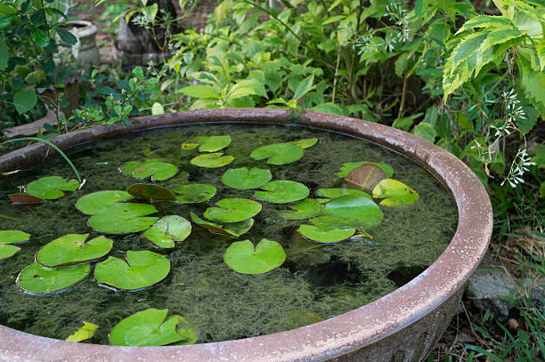 pond water plant lotus vase jar concept