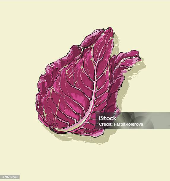 Vector Hand Drawing Red Cabbage Stock Illustration - Download Image Now - Agriculture, Cabbage, Crucifers