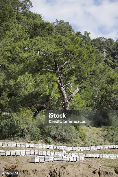 Beehive Foto de stock y más banco de imágenes de Miel - Miel, Pino - Conífera, Turquía