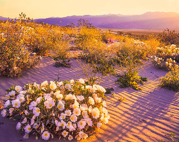 istock Anza Borrego Desert State Park, California 470786699