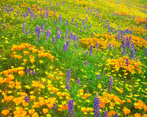 tehachapi góry z golden makowate - poppy field flower california golden poppy zdjęcia i obrazy z banku zdjęć