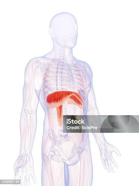 Diaphragma Stockfoto und mehr Bilder von Anatomie - Anatomie, Biomedizinische Illustration, Digital generiert