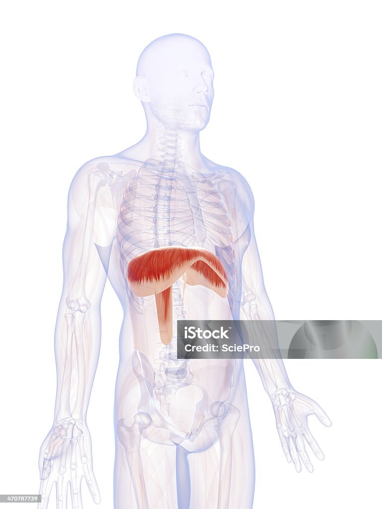 Diaframma - Foto stock royalty-free di Anatomia umana