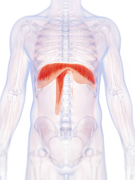 diafragma - diaphragm fotografías e imágenes de stock