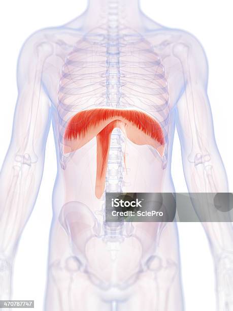 Diafragma Foto de stock y más banco de imágenes de Diafragma - Sistema respiratorio - Diafragma - Sistema respiratorio, Anatomía, Asistencia sanitaria y medicina