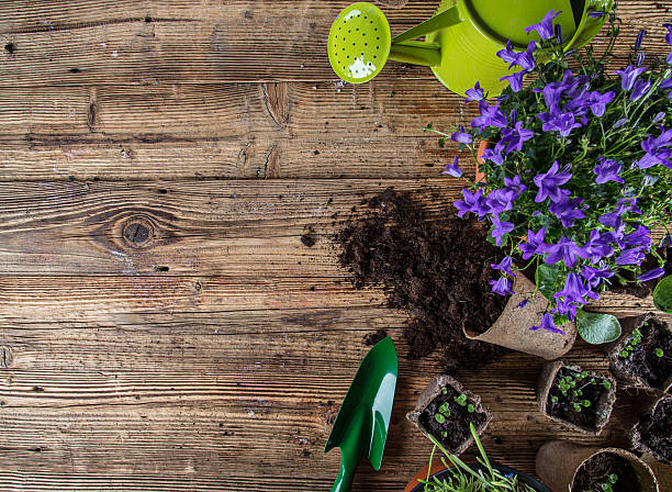 istock Outdoor gardening tools and plants. 470788088