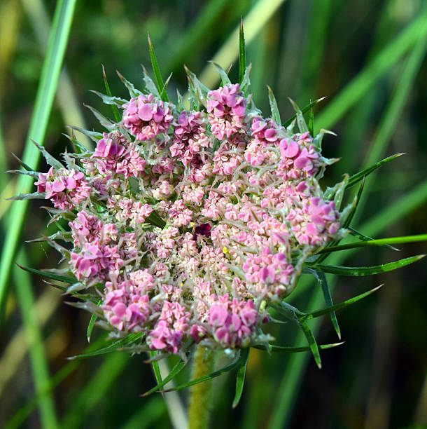 The wild carrot in a square composition of the umbel of pink flowers. The wild carrot is a biennial edible plant member of the parsley family, also known as Bird’s Nest, bishop’s Lace and Queen Anne’s Lace.  It can be found though out Europe, North America, Australia and South west Asia. Note  a tiny purple flower in the centre of the flower head.