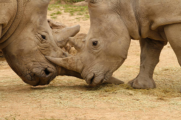 istock White Rhinoceros Battle 9 470789554