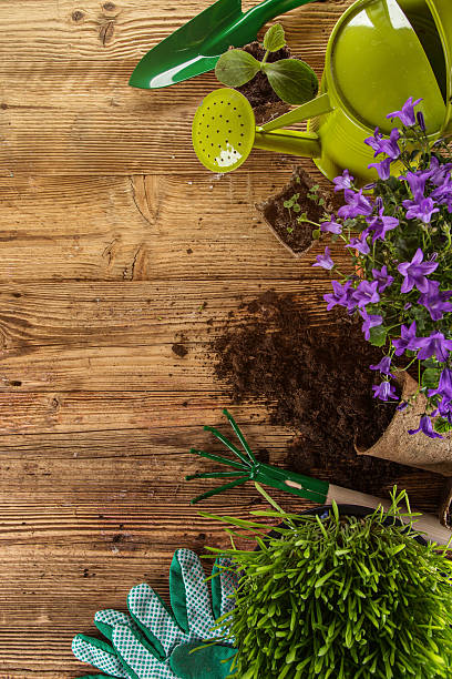 istock Outdoor gardening tools and plants. 470792776