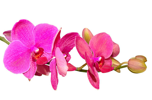 istock Branch of romantic beautiful violet orchids flower 470793271