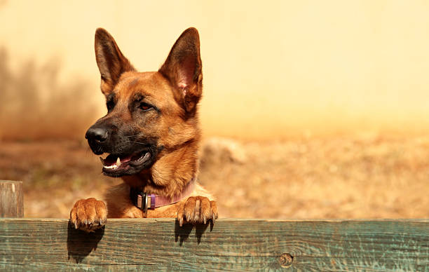 好奇心の強い犬をフェンス雰囲気 - security alertness canine pets ストックフォトと画像