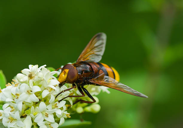 istock Tinny cute bee-like fly sitting on a white flower 470793985