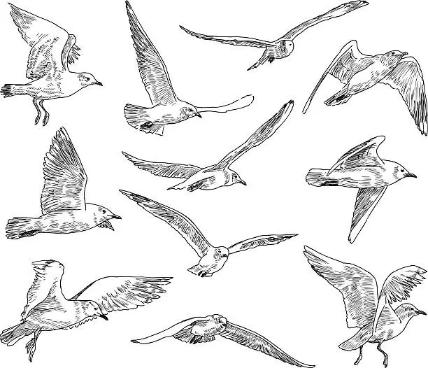 Vector illustration of flock of gulls