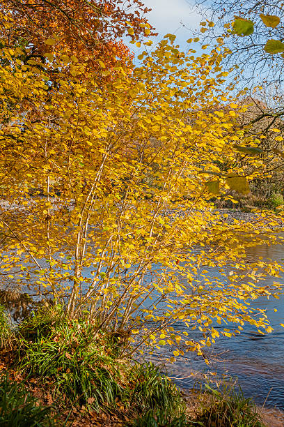 outono cores, riverside walk, de novembro de 2011 - river annan - fotografias e filmes do acervo