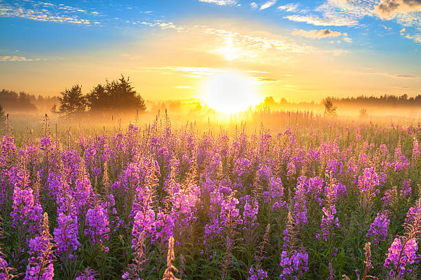 paisaje rural con el amanecer y blossoming meadow - meadow sunrise fog sky fotografías e imágenes de stock