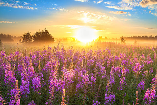 시골길 풍경, 썬라이즈 및 blossoming 메도 - meadow forest field sunrise 뉴스 사진 이미지