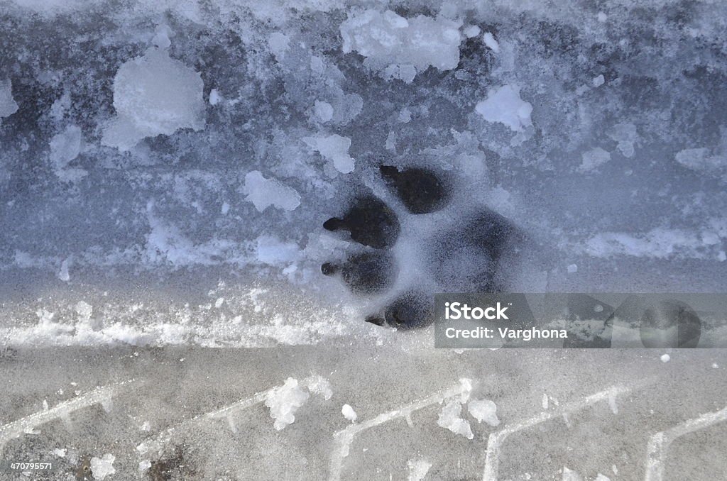 Chien paw print dans la neige - Photo de Chien libre de droits