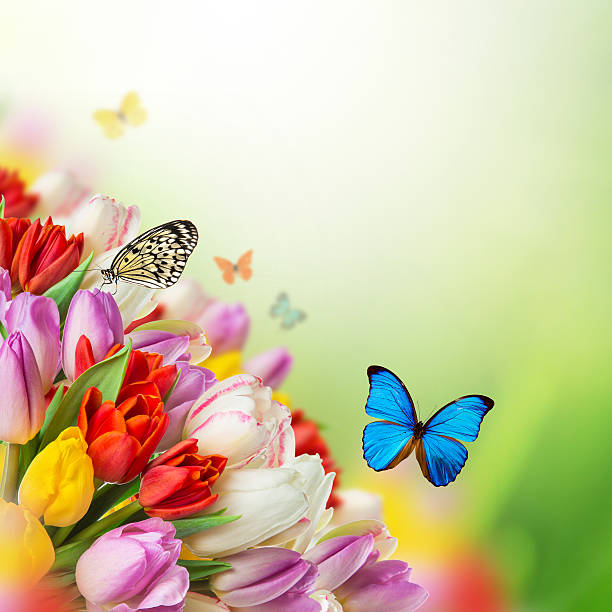 istock Beautiful bouquet of tulips. 470796226