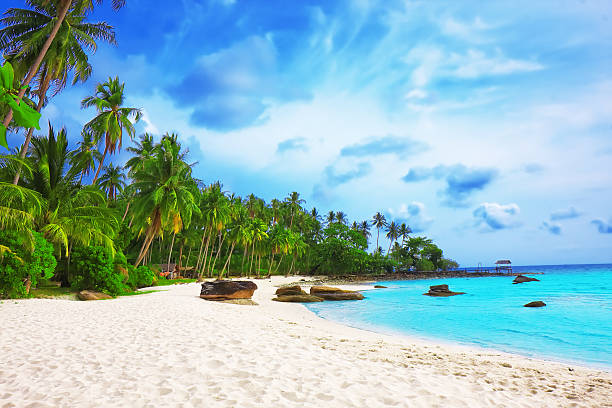 istock Palm trees in tropical perfect beach 470796675